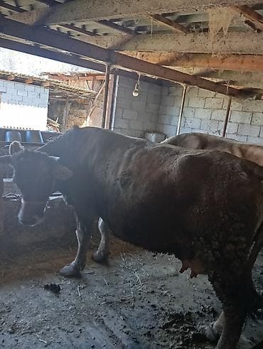 карова парода: Продаю | Корова (самка) | Швицкая | Для молока | Привязанные — 6