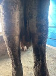 купить восточно европейскую овчарку: Продаю | Корова (самка) | Полукровка | Для молока | Привязанные — 4