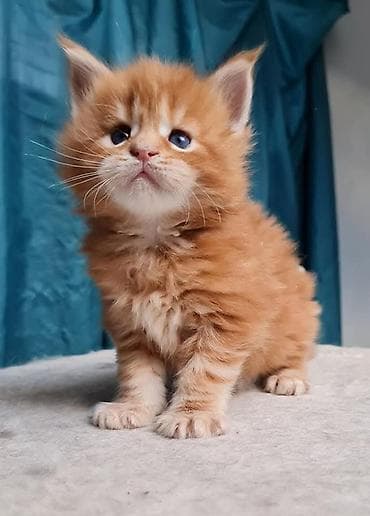 Мышыктар: Породистый котёнок мейн-кун, окраса рыжий (red tabby), с пушистой — 3