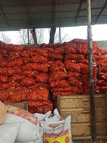 Кукуруза 🌽🌽🌽 30 тон