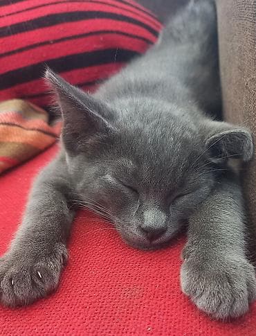 Скотиш Страйт (Шотландская прямоухая), 2 месяца, Мальчик, Серый, Приучена к лотку