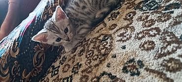 Котята с ярким тигровым/мраморным окрасом - Порода/тип: домашние