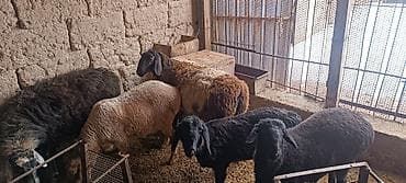 куры цыплята: Продаю | Овца (самка) | На забой — 3