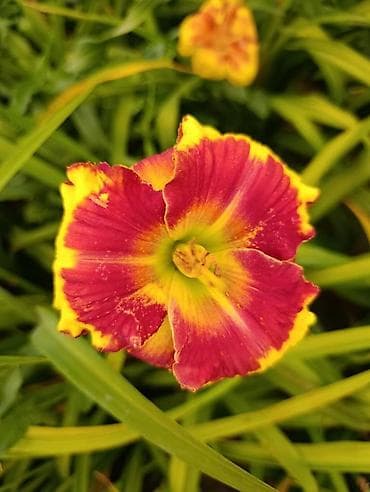 3 3: Лилейники (Hemerocallis) — яркие многолетние декоративные растения для — 1