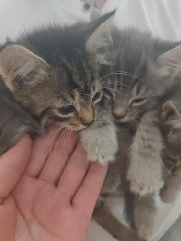 котяты: Котята серо-тигрового окрасание: шерстью дымчато‑серых оттенков и — 5