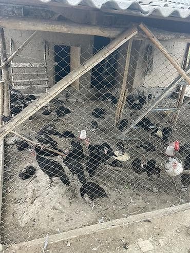 Животные: Продам домашнюю птицу с подворья. - Гуси белые с серыми отметинами — 4