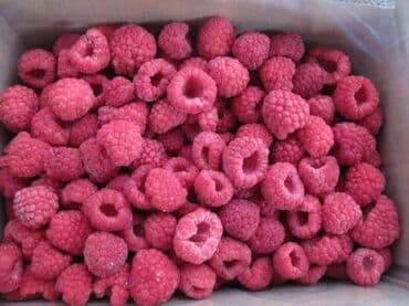 malina.kg продажа малины оптом в бишкеке новопокровка фото: Продается малина замороженная со своего сада Полезная, Крупная 1кг. - — 2