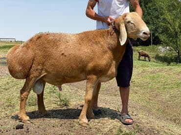 Продаю | Баран (самец) — 5