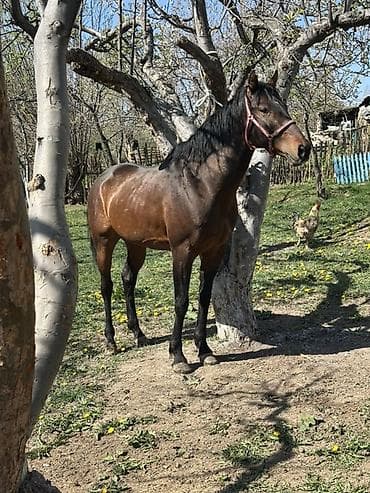 матки пчел: Продаю | Жеребец | Рабочий — 1