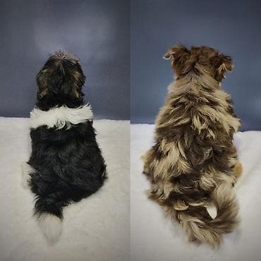 продаю алабай: Йоркширский терьер, 3 месяца, Самец, С прививкой, С родословной — 1