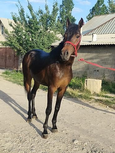 полоз: Продаю | Жеребец — 3