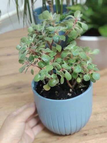 цветы домашнии: Комнатные растения в кашпо: 1) Сансевиерия (Sansevieria, «щучий — 5