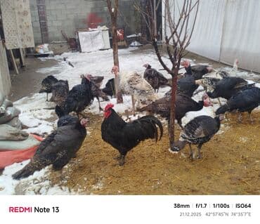 Собаки: Продаю | Индюк (самец) | Полукровка | Для разведения | Племенные — 4