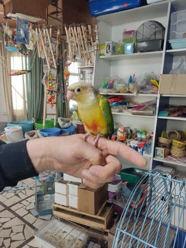 попугай неразлучник купить: Пиррура это разновидность краснохвостых попугаев. Характеризуется — 1