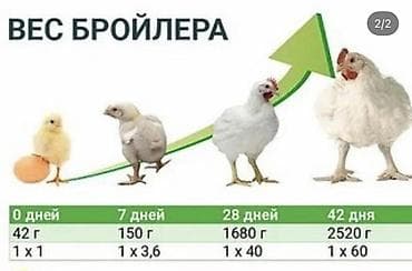куплю пластмассовые ящики: Продаю | Цыплята | КОББ 500 — 2