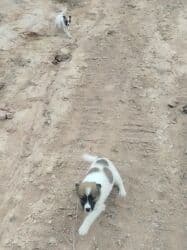 американский булли бишкек: Собака даром: Дворняжка, 2 месяца, Самка — 6