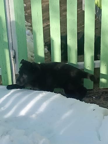 Вязка собак: Продаются щенки чистый немецкий овчарки воз 1 месяца только званиит — 8