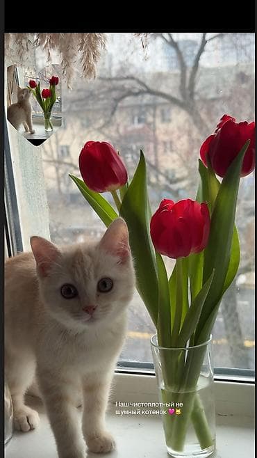 британский короткошерстный кот: Британская короткошёрстная, 6 месяцев, Мальчик, Приучена к лотку — 8