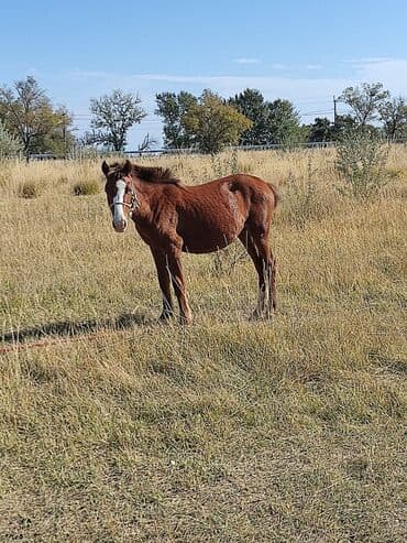 домик для котенка: Сатам | Жылкы (эркек) — 5