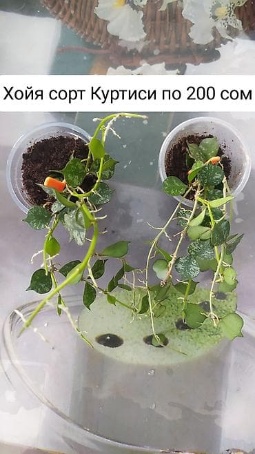 теплицы петуньи: Срочно продаю цветы — 9