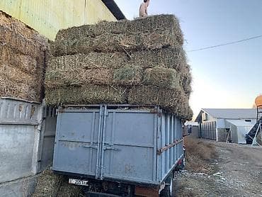 Беде чоп аралаш жакшы тикени жок таза чоп доставка бар at lalafo.kg Беде чоп аралаш жакшы тикени жок таза чоп доставка бар