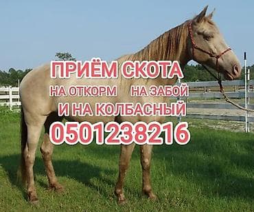 Колбасный цех : Коровы, быки, Лошади, кони, Другие с/х животные, | Круглосуточно, Любое состояние, Забитый