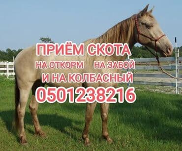 цены на собак: Куплю | Лошади, кони, Другие с/х животные, Коровы, быки | Круглосуточно, Любое состояние, Забитый — 1