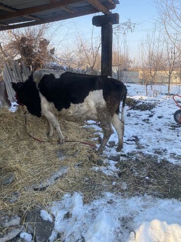 тай бишкек: Сатам | Уй (ургаачы), Бука (эркек), Кунаажын — 3