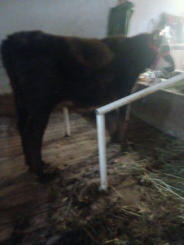 голуби белые: Продаю | Тёлка | На откорм | Привязанные — 2