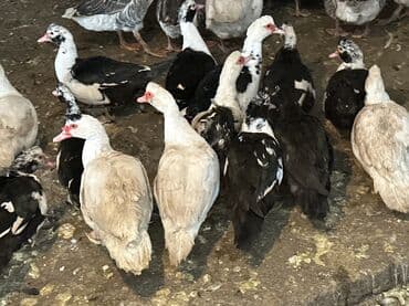 баран живой: Индоутки — 7