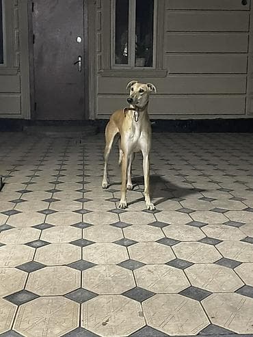 цены на чихуахуа: 1 год, Самка — 1