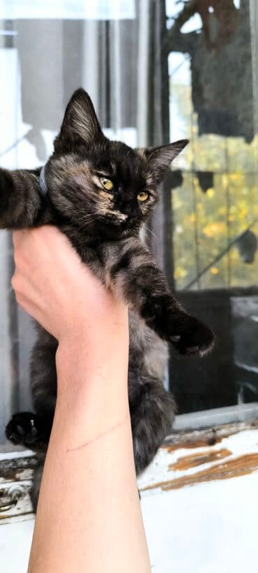 британская черепаховая кошка: Беспородная, 1 месяц, Девочка, Черепаховый, Приучена к лотку — 3