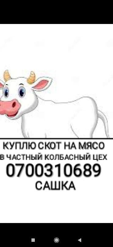 Куплю в частный колбасный цех скот любой упитанности приезжаю сам. Без