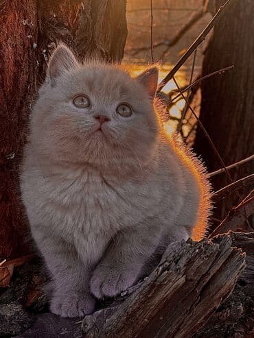 котята бенгальской кошки: Британская короткошёрстная, 2 месяца, Девочка, Лиловый — 4