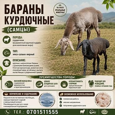 Үй жаныбарлары: Сатам | Кочкор (эркек) | Союуга, Көбөйтүү үчүн, Жүн үчүн — 1