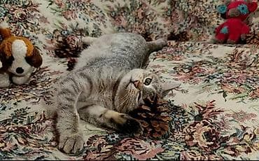 лапа: Девочка — 3