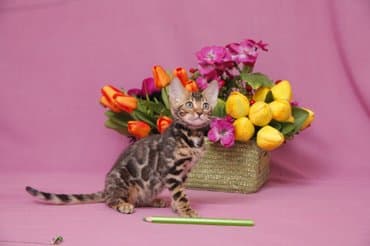 новорожденные котята: Дорогие друзья долгожданный помет . Бенгальские котята .от самых — 8