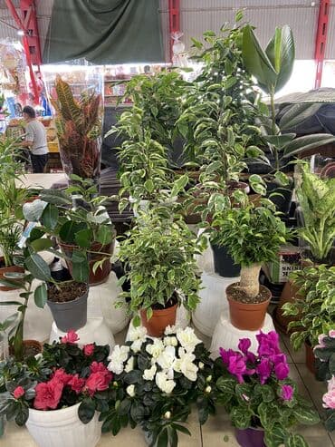 микрозелень цена бишкек: Цены от 350 выше — 6