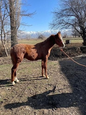 лошади чистокровные: Продаю | Жеребенок | Конный спорт — 2