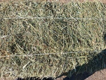 продажа домашних животных: Тюк сена/люцерны в шпагате - Прямоугольный прессованный тюк — 1