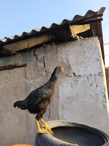 Корма для с/х животных: Продаю | Петух | Бройлерная | Для разведения — 1