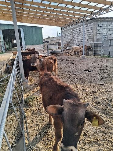 тай полукровка: Продаю | Бык (самец) | Полукровка | На откорм | Привязанные — 4