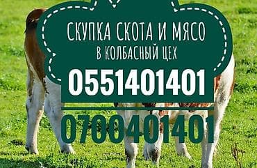 Частное лицо, Колбасный цех : Бараны, овцы, Другие с/х животные, Коровы, быки, | На забой, на мясо, Откормленные, Забитый