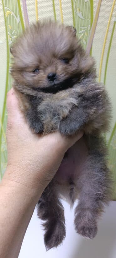 Шпиц, 1 месяц, Самец