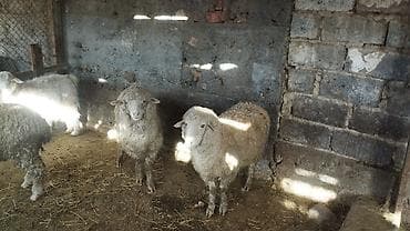 куплю шерсть барана: Продаю | Овца (самка) | Для разведения | Племенные — 2