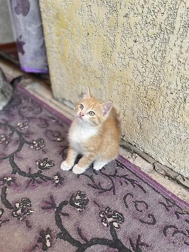 Продажа кошек: Котята, домашние, воспитанные, приучены к лотку. - Окрас: один — 2