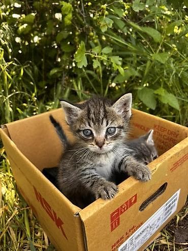 Малыши ищут ответственных и любящих хозяев, которые ценят ласку и
