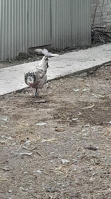 русская кошка: Продаю | Куры | Домашняя | Для разведения — 2