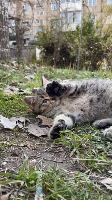 номер приюта для животных бишкек: МАЛЫШ НА УЛИЦЕ! Котёнок в добрые руки, находится сейчас на улице! — 3
