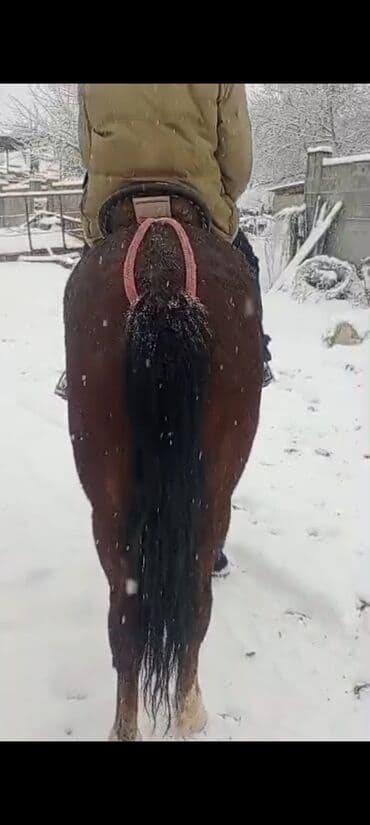 кой союп: Сатам | Байтал | Жумушка — 3